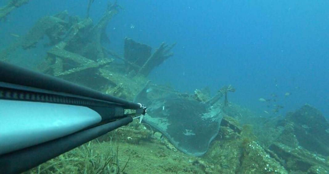 Dalışta, kuyruğu kesilip, halat bağlanmış vatozu görüntüledi 1